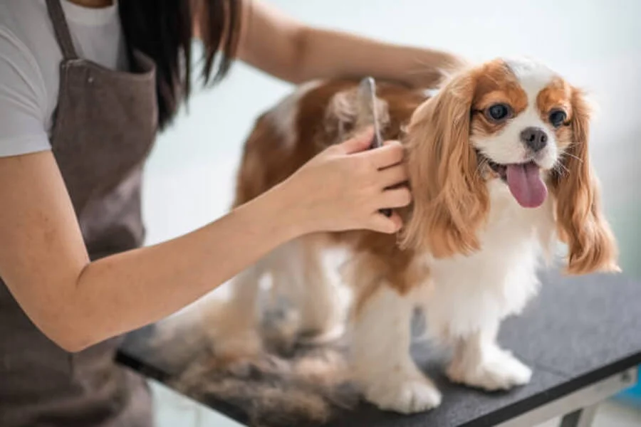 Pet Grooming